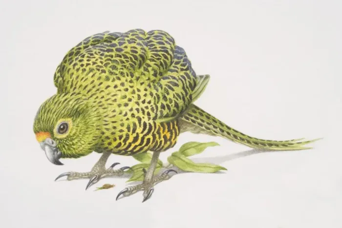 Framed Print : Ground Parrot (Pezoporus wallicus), side view Framed Print : Ground Parrot (Pezoporus wallicus), side view