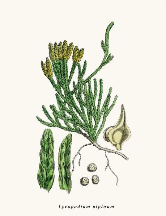 Framed Print : Ground pine plant Framed Print : Ground pine plant