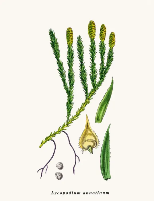 Framed Print : Ground pine plant Framed Print : Ground pine plant