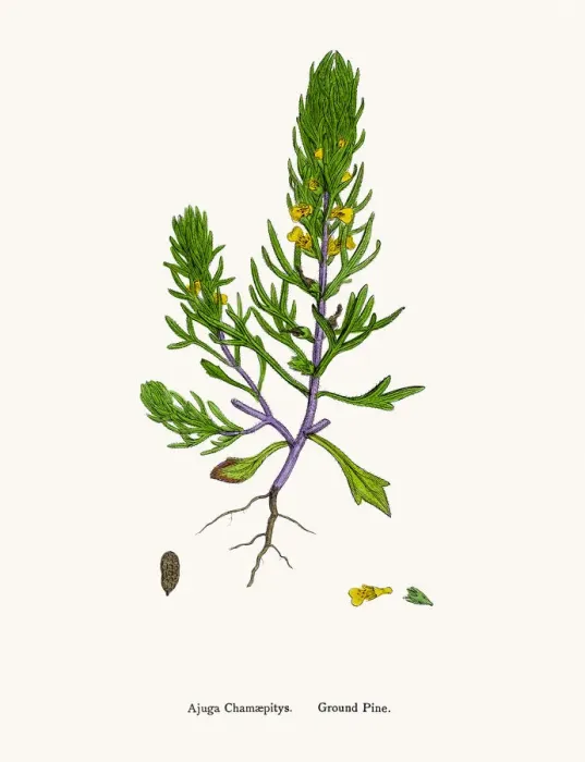 Framed Print : Ground Pine plant Framed Print : Ground Pine plant