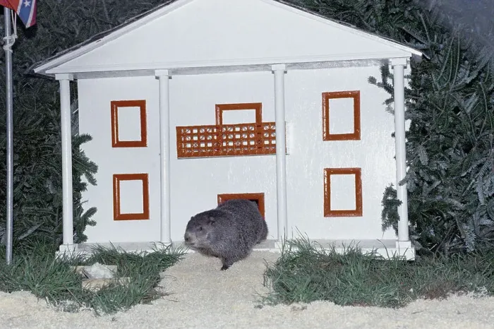 Framed Print : Groundhog Checking for His Shadow Framed Print : Groundhog Checking for His Shadow