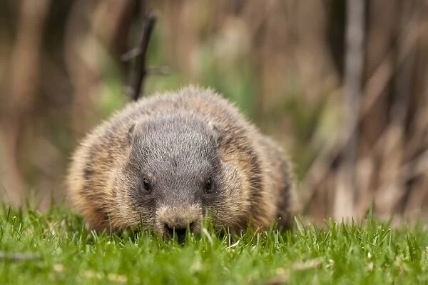Groundhog Eating Grass
