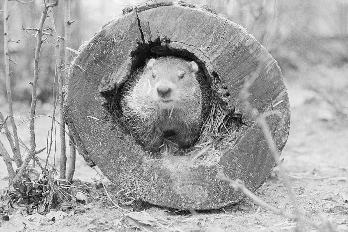 Framed Print : Groundhog in Hollow Log Framed Print : Groundhog in Hollow Log