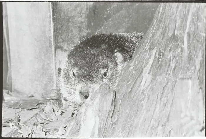 Framed Print : Groundhog Peeping by Log Framed Print : Groundhog Peeping by Log