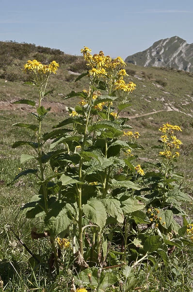 Groundsel -Senecio cordatus-, Kanisfluhgebiet, Mellau, Austria, Europe