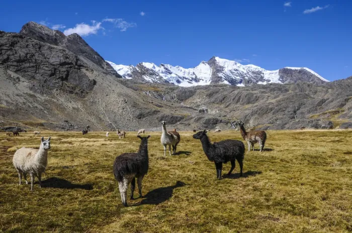 Framed Print : Group of Alpacas -Vicugna pacos-, Bolivian plateau, Altiplano, Bolivia Framed Print : Group of Alpacas -Vicugna pacos-, Bolivian plateau, Altiplano, Bolivia