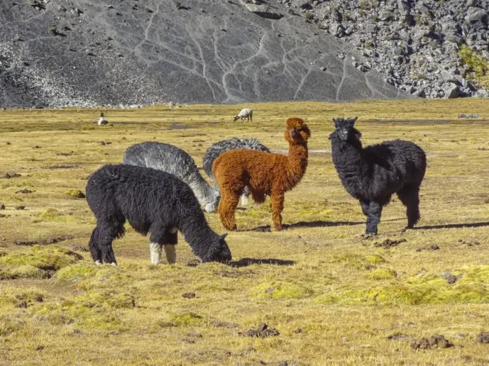 Framed Print : Group of Alpacas -Vicugna pacos-, Bolivian plateau, Altiplano, Bolivia Framed Print : Group of Alpacas -Vicugna pacos-, Bolivian plateau, Altiplano, Bolivia