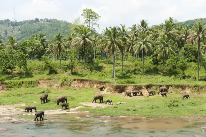 Framed Print : Group of Asian Elephants -Elephas maximus- by the river, Pinnawala, Sabaragamuwa province, Sri Lanka Framed Print : Group of Asian Elephants -Elephas maximus- by the river, Pinnawala, Sabaragamuwa province, Sri Lanka