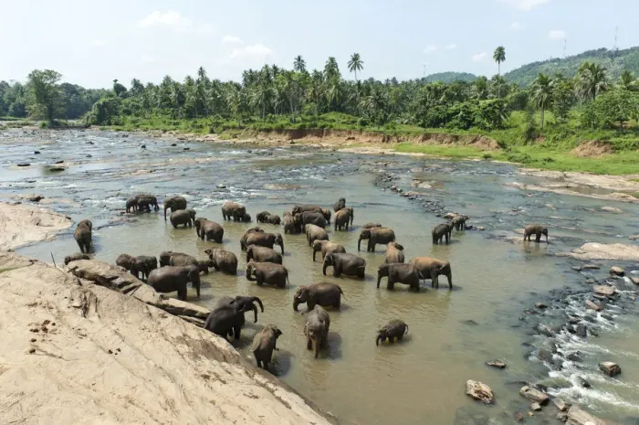 Framed Print : Group of Asian Elephants -Elephas maximus- by the river, Pinnawala, Sabaragamuwa province, Sri Lanka
