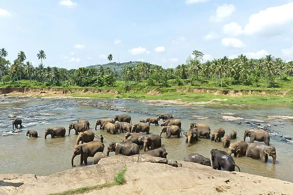 Group of Asian Elephants -Elephas maximus- by the river, Pinnawala, Sabaragamuwa province, Sri Lanka