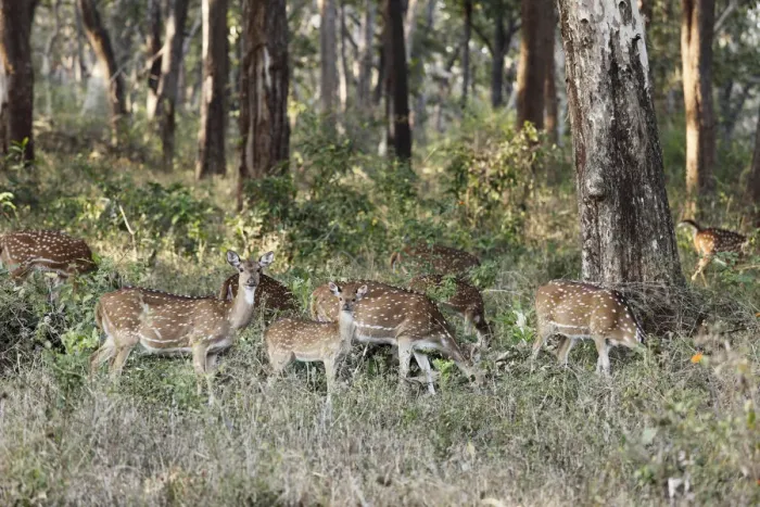 Framed Print : Group of axis deer, chitals -Axis axis-, Mudumalai National Park, Tamil Nadu, Tamilnadu, South India, India, South Asia, Asia Framed Print : Group of axis deer, chitals -Axis axis-, Mudumalai National Park, Tamil Nadu, Tamilnadu, South India, India, South Asia, Asia