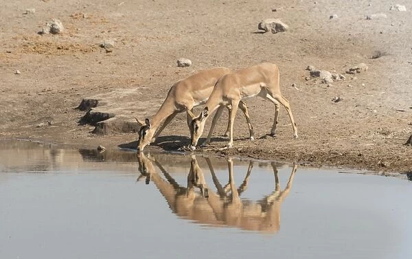 Group of Black Nose Impalas -Aepyceros melampus petersi- drinking at water, Chudop waterhole, Etosha National Park, Namibia