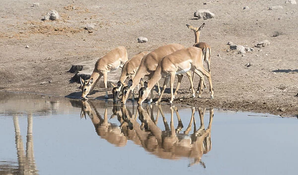 Group of Black Nose Impalas -Aepyceros melampus petersi- drinking at water, Chudop waterhole, Etosha National Park, Namibia