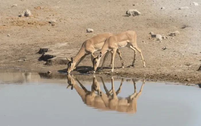 Framed Print : Group of Black Nose Impalas -Aepyceros melampus petersi- drinking at water, Chudop waterhole, Etosha National Park, Namibia Framed Print : Group of Black Nose Impalas -Aepyceros melampus petersi- drinking at water, Chudop waterhole, Etosha National Park, Namibia