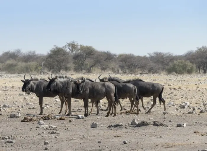 Framed Print : Group of blue wildebeest -Connochaetes taurinus-, Chudop waterhole, Etosha National Park, Namibia Framed Print : Group of blue wildebeest -Connochaetes taurinus-, Chudop waterhole, Etosha National Park, Namibia