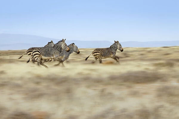 A group of Cape Mountain zebra Equus zebra running across the plains of the Mountain