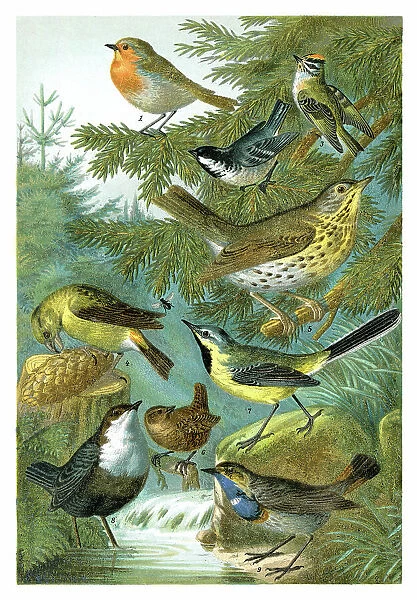 Group of colourful songbirds illustration of different birds 1898