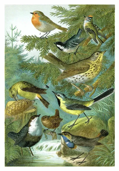 Framed Print : Group of colourful songbirds illustration of different birds 1898 Framed Print : Group of colourful songbirds illustration of different birds 1898