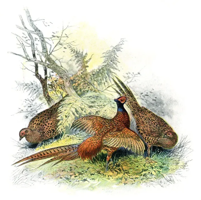 Framed Print : Group of common pheasant in forest drawing Framed Print : Group of common pheasant in forest drawing