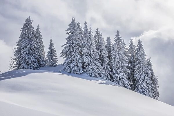 Group of coniferous trees with snow and hoarfrost, Brixen im Thale, Brixen Valley, Tyrol, Austria