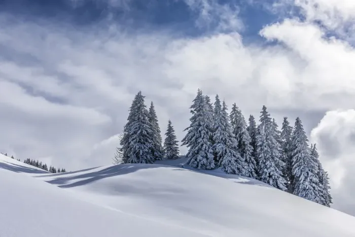 Framed Print : Group of coniferous trees with snow and hoarfrost, Brixen im Thale, Brixen Valley, Tyrol, Austria