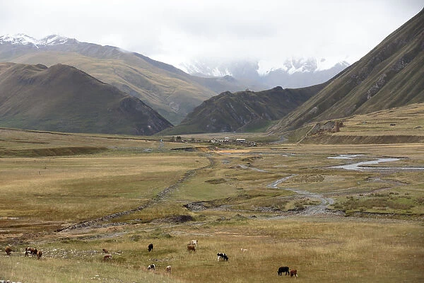 Group of cows grazing in valley, Juta, Mtskheta, Georgia