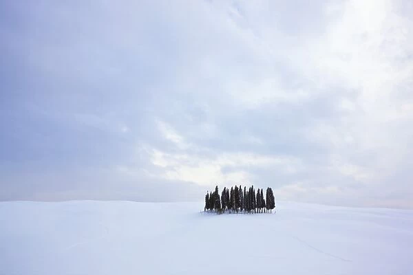 Group of cypress trees -Cupressus- in the snow, San Quirico dOrcia, Tuscany, Italy, Europe