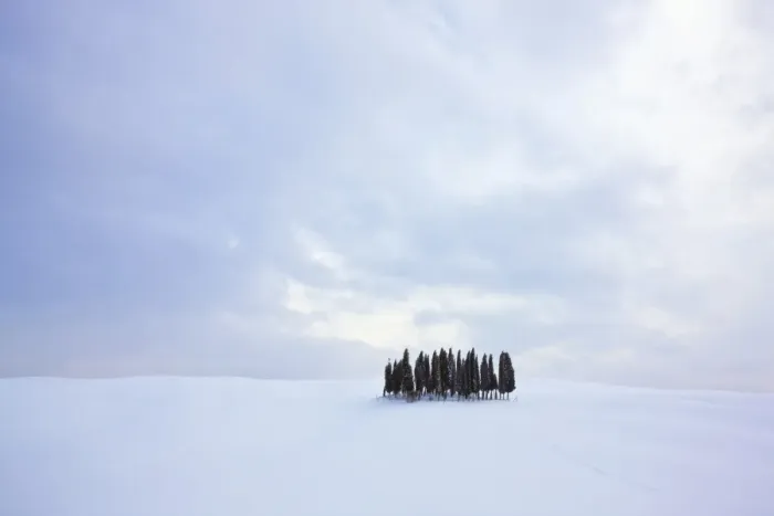 Framed Print : Group of cypress trees -Cupressus- in the snow, San Quirico dOrcia, Tuscany, Italy, Europe