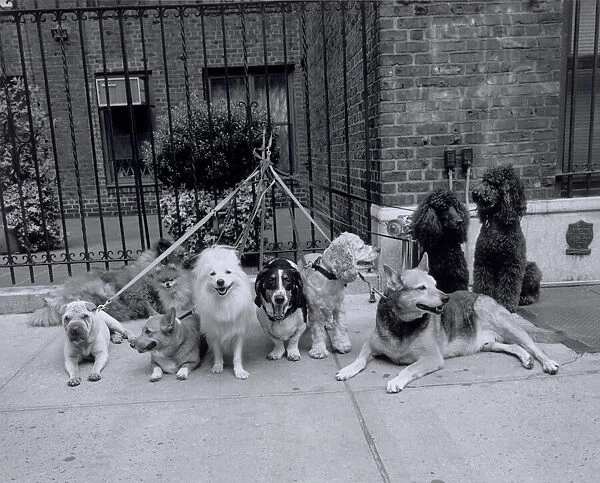 Group of dogs tied to fence
