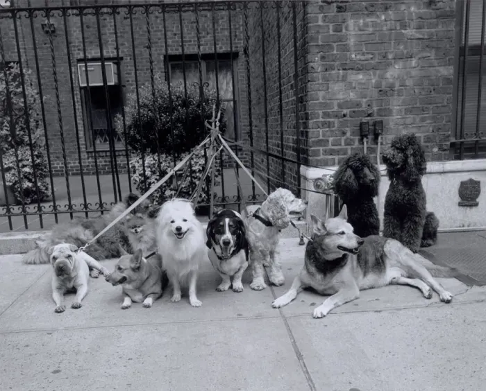 Framed Print : Group of dogs tied to fence Framed Print : Group of dogs tied to fence