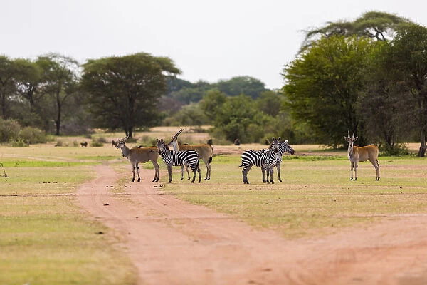 Group of Eland (Taurotragus oryx) and zebra standing along dirt road, Serengeti National Park, Tanzania