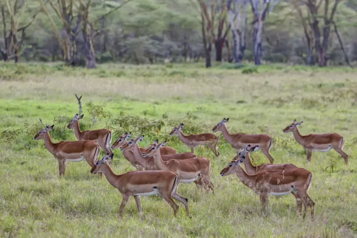 Framed Print : Group of female Impalas -Aepyceros melampus-, Lake Nakuru National Park, Kenya, East Africa, Africa, PublicGround Framed Print : Group of female Impalas -Aepyceros melampus-, Lake Nakuru National Park, Kenya, East Africa, Africa, PublicGround