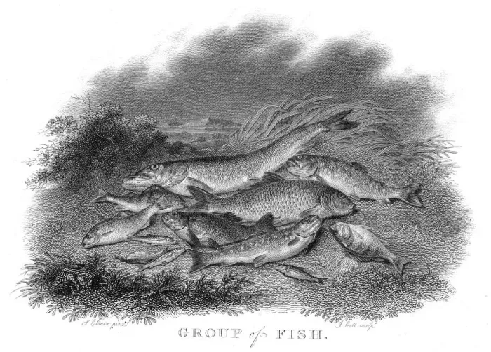 Framed Print : Group of fish engraving 1802 Framed Print : Group of fish engraving 1802