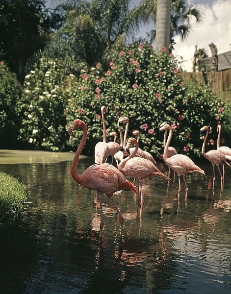 Group Flock Of Pink Flamingo Flamingos Wading In T
