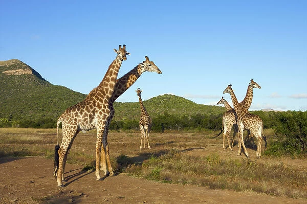 Group of Giraffe (Giraffa Camelopardalis)
