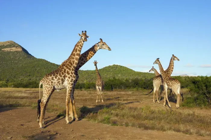 Framed Print : Group of Giraffe (Giraffa Camelopardalis) Framed Print : Group of Giraffe (Giraffa Camelopardalis)
