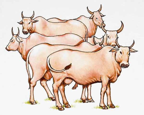 Group of horned cattle