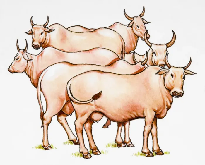 Framed Print : Group of horned cattle Framed Print : Group of horned cattle