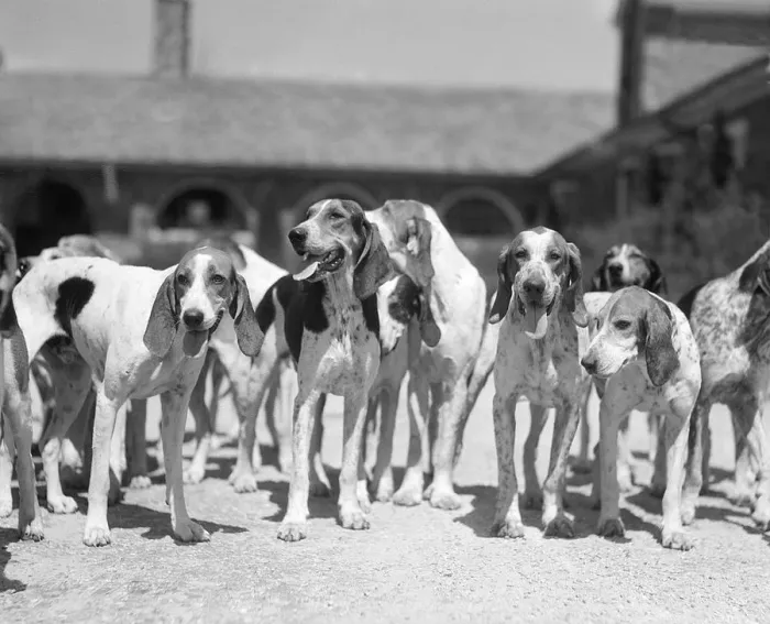 Framed Print : Group Of Six Hounds Facing The Camera Dogs From Th
