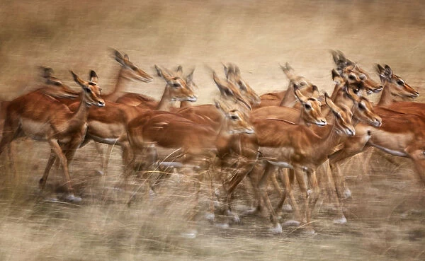 Group of Impala in Motion Blur at Masai Mara, Kenya