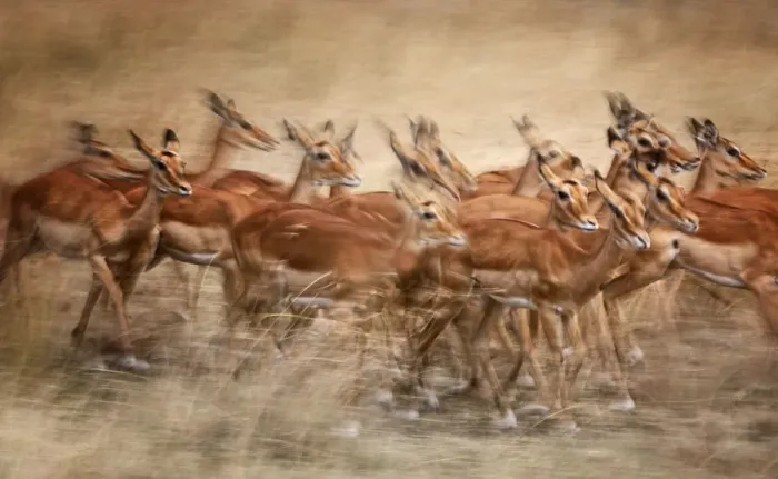 Framed Print : Group of Impala in Motion Blur at Masai Mara, Kenya Framed Print : Group of Impala in Motion Blur at Masai Mara, Kenya