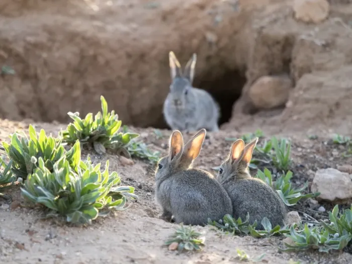 Framed Print : Group of little rabbits playing near his den and watched her mother port ( Species Oryctolagus cuniculus. ) Framed Print : Group of little rabbits playing near his den and watched her mother port ( Species Oryctolagus cuniculus. )