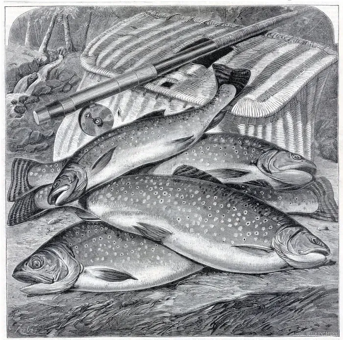 Framed Print : Group Of Long Island Brook Trout Framed Print : Group Of Long Island Brook Trout