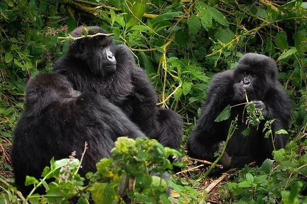 A group of three mountain gorillas (Gorilla beringei beringei) relaxing in the dense vegetation of Volcanoes National Park, Rwanda