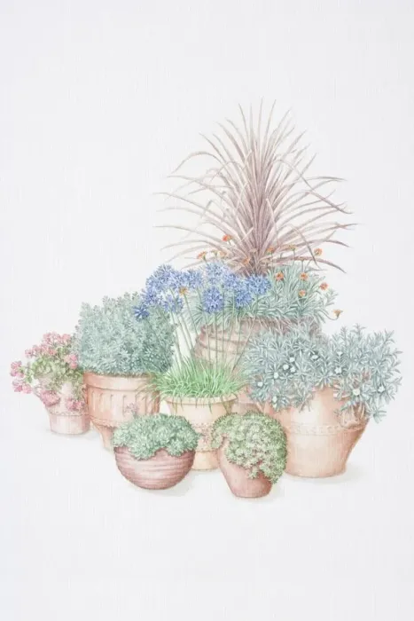 Framed Print : Group of plants in pots, from front to back and left to right, green rosettes of Sempervivum montanum and tight rounded rosettes of Sempervivum guiseppi in shallow pots, red flowers of Sedum Ruby Glow spilling over sides of pot Framed Print : Group of plants in pots, from front to back and left to right, green rosettes of Sempervivum montanum and tight rounded rosettes of Sempervivum guiseppi in shallow pots, red flowers of Sedum Ruby Glow spilling over sides of pot