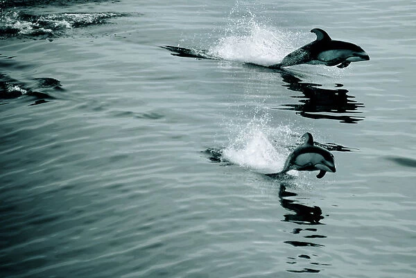 Group of porpoises breaching the water whilst following a ferry off Vancouver Island