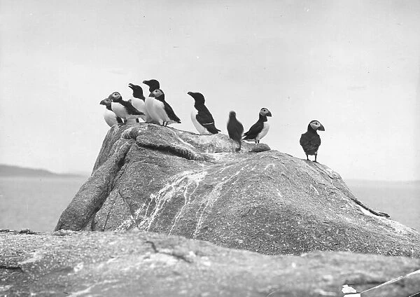 Group Of Puffins