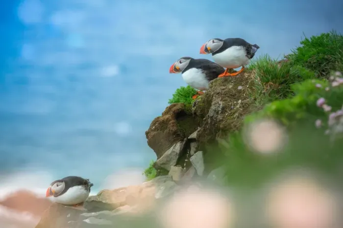 Framed Print : Group of Puffins on a cliff