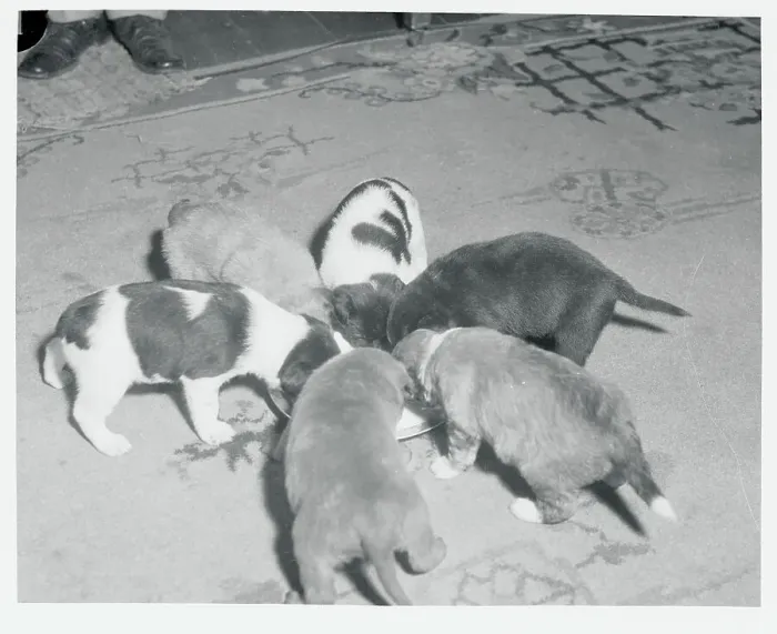 Framed Print : Group of Puppies Eating Framed Print : Group of Puppies Eating