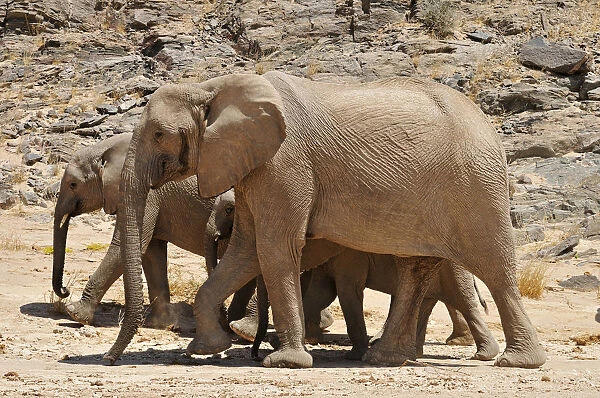 Group of the rare Namibian Desert Elephant -Loxodonta africana-, Hoanib River, Namib desert, Kaokoland, Kaokoveld, Kunene Province, Namibia